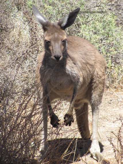 Canguro al Mungo park